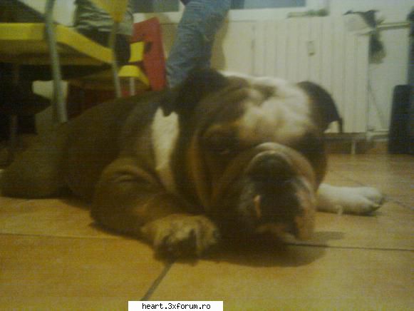 taz grasanu :d hai sa ne cunoastem! pozeeee!